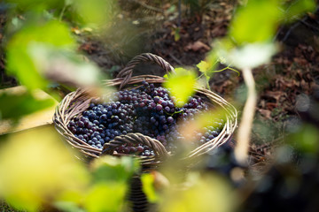 wicker basket full of red grapes in the vineyard