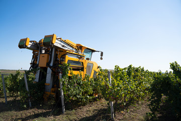 agricultural grape harvesting machine