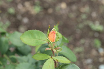 薔薇　ばら　夢