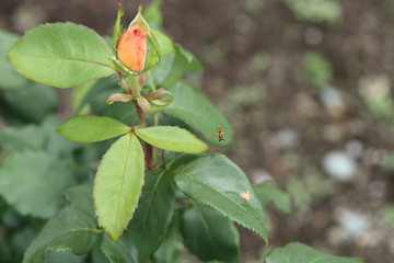 薔薇　ばら　夢