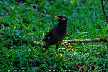 bird in grass