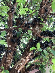 trunk of a tree