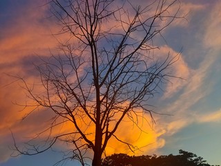 silhouette of tree at sunset