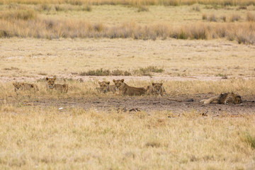 A pack of female lions sits in the shadows in wait, one male lion is sleeping, Etosha, Namibia, Africa