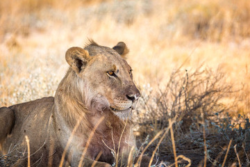 Close up of a male lion without a mane, sitting in the shadows, Etosha, Namibia, Africa