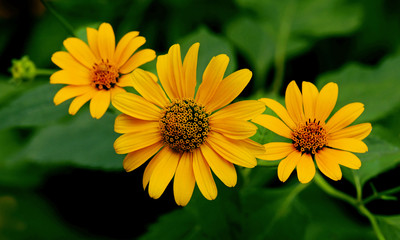 Yellow gerbera