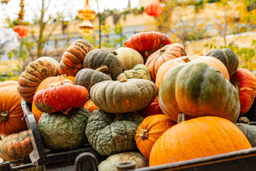 Different color pumpkins on outdoor market, autumn food