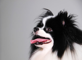 portrait of a dog spitz