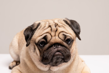 Funny dog pug breed making angry face feeling so sad and serious dog
