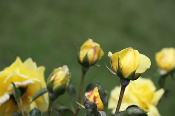 薔薇　ばら　ローズヨコハマ