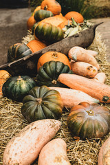 Different color and size pumpkins on outdoor market, autumn food