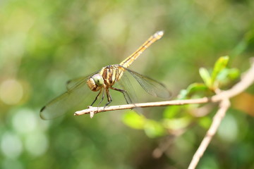 Brown dragonfly with black patterned on its body and big green eye resting on tree with natural green background