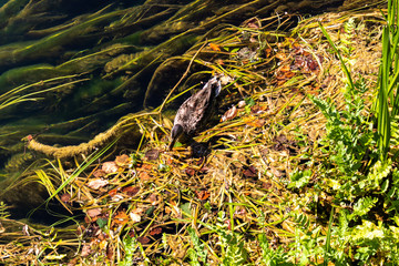 Wild duck swimming in a clear river with water grass. River Una in Bosnia and Herzegovina.