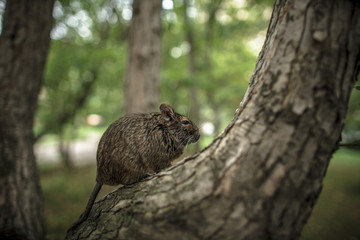 rodent degu climbed on a tree branch, nature background.
