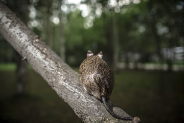 rodent degu climbed on a tree branch, nature background.