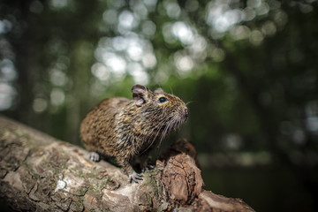 Naklejka na ściany i meble rodent degu climbed on a tree branch, nature background.