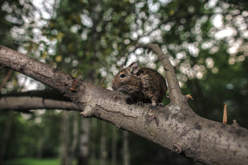 rodent degu climbed on a tree branch, nature background.