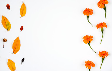 Autumn  composition  background . vertical string of French  Marigold   flowers  and     yellow  rusty   leaves , acorn    on white   paper .Top view, copy space,  flat lay .