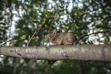 rodent degu climbed on a tree branch, nature background.