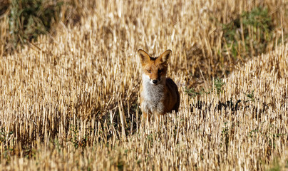 renard