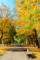 Naklejka premium Alley with yellow maple trees in a city park at autumn
