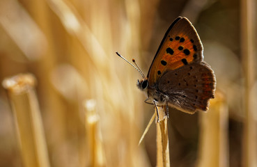 papillon