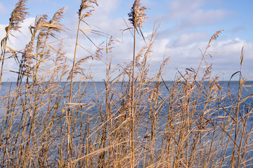 Fototapeta premium Grass reed in nature close-up