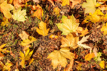 Background of the autumn maple leaves
