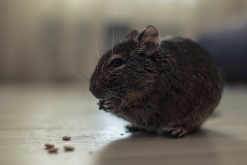 rodent Degu in room, close-up.