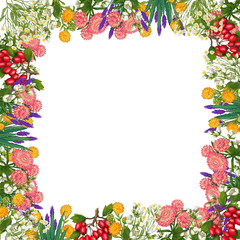 Hand drawn medicinal plant frame. Healing herbs border. isolated on white background