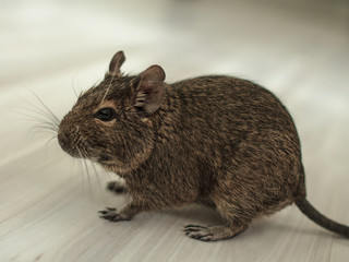 rodent Degu in room, close-up.