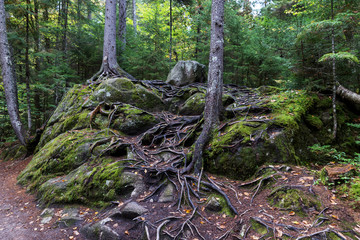 View of trees and rocks in the Mont Tremblant National Park. Quebec. Canada