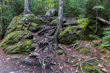 View of trees and rocks in the Mont Tremblant National Park. Quebec. Canada