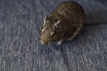 rodent degu on grey background