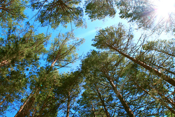 Fototapeta premium Tall pines against. Natural green background. Landscape nature background. White background. Travel Background. Summer landscape. Autumn winter. Natural light.