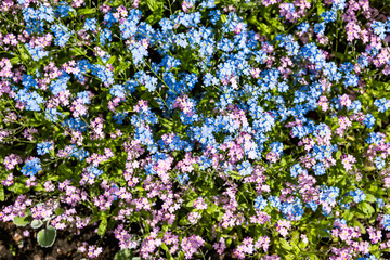 Background of delicate flowers with blue and pink petals