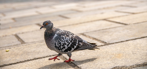 Cute pigeons walking on ground, can fit with text