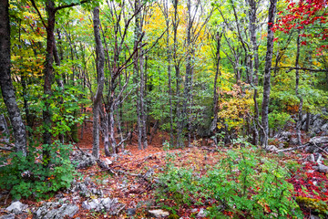 Bright autumn forest in the mountains