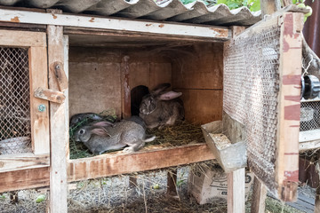 Rabbits in a wooden cage in the vegetable garden. Grow rabbits in the summer in the garden.