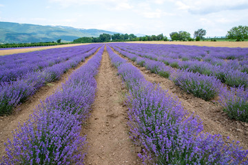 Fototapeta na wymiar Lavender. Growing herb in an agricultural field for medical and cosmetic products