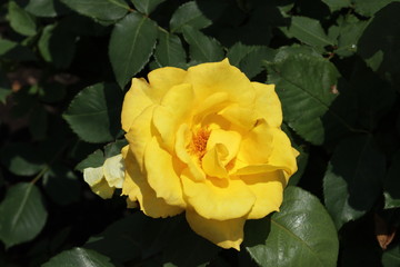 薔薇　ばら　インカ