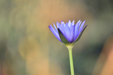 Fototapeta premium Water lily