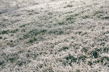 Frost on the grass. Winter frosty abstract natural background.