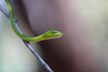 Oriental whipsnake in nature