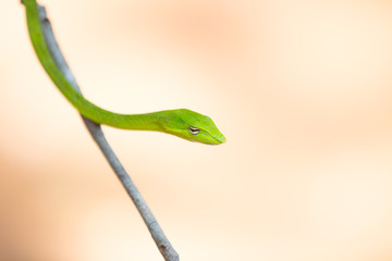 Oriental whipsnake in nature