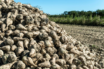 Heap sugar beet in farm.