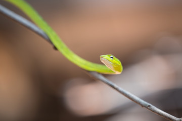 Oriental whipsnake in nature