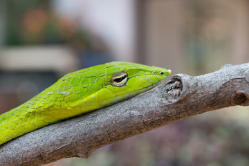 Oriental whipsnake in nature