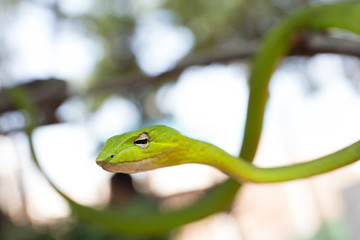 Oriental whipsnake in nature