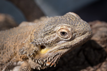 Obraz premium Horned Lizard Desert